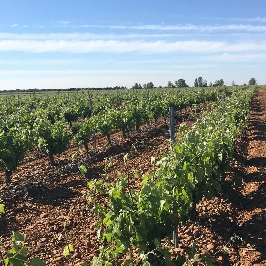 Viñedo en espaldera en Benazolve bajo un cielo azul